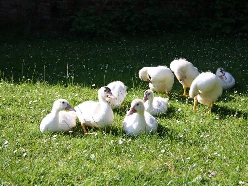 Gruppe Entenküken echtmuggelich