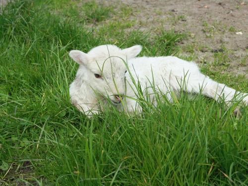 echtmuggeliches Quessant Lamm