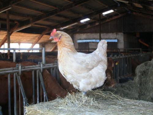 Hofhuhn Daisy im Rinderstall