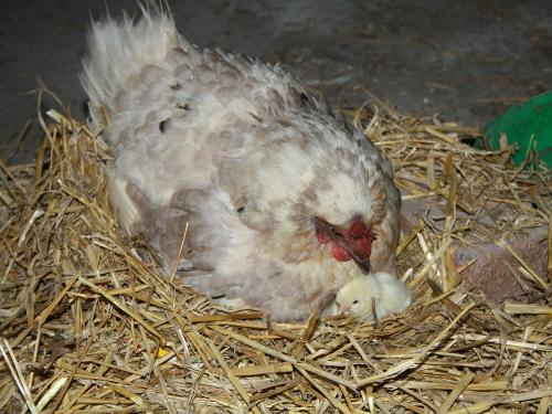 Huhn mit kleinem Küken