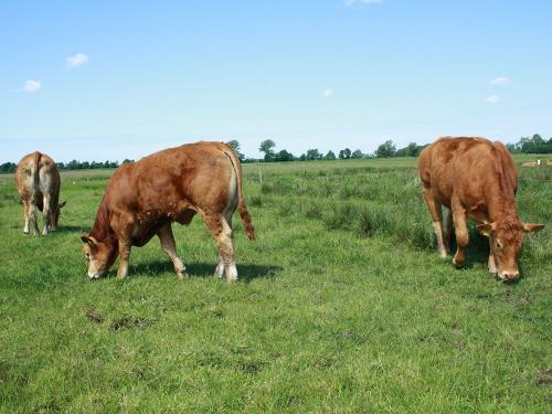 Limousinkuh mit Kalb