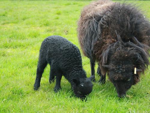 Quessant Lamm mit Mutter