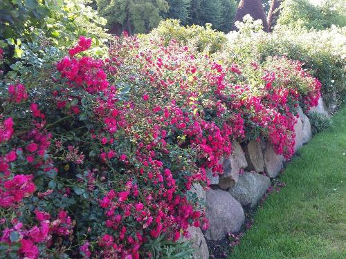 Blumenpracht an der Straße