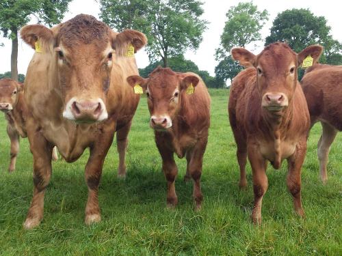 Limousinkuh mit Kälbern