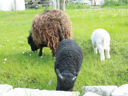 Quessant Lämmer mit Mutter