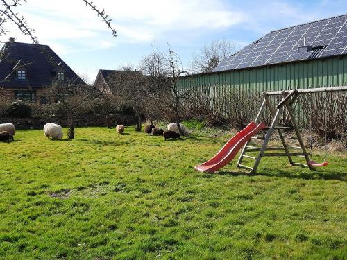 Obstgarten mit Schafen