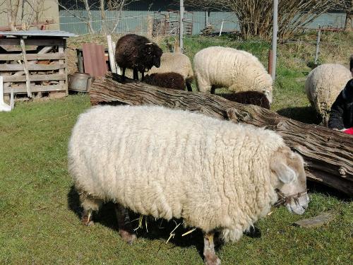 Schafe am Feuerplatz