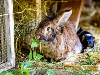 Streicheltiere: Kaninchen und Meerschweinchen