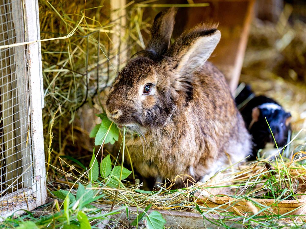 Streicheltiere: Kaninchen und Meerschweinchen