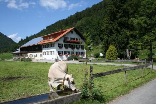 Glückliche Kühe auf dem Spähnle-Hof