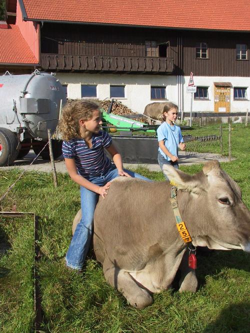 Glückliche Kühe auf dem Spähnle-Hof