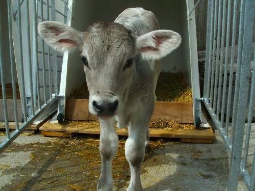 Unsere Kälbchen