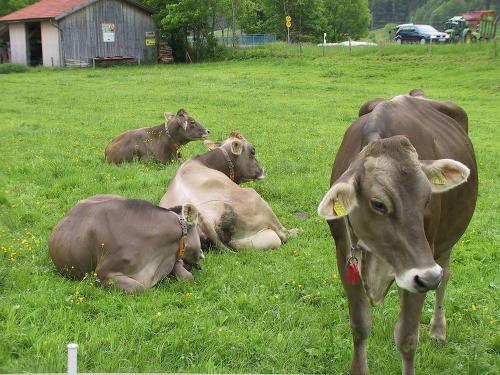 glückliche Kühe auf der Weide