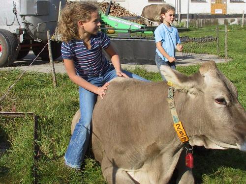 Glückliche Kühe auf dem Spähnle-Hof