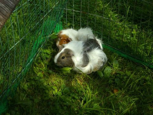 Unsere Meerschweinchen