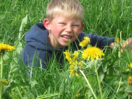 blumenwiese