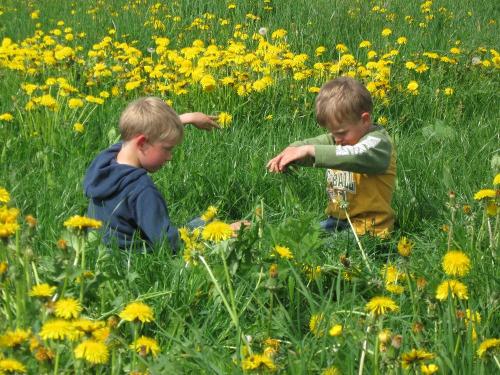 blumenwiese2