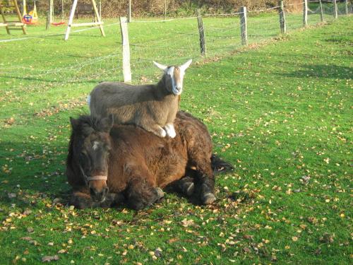 Ziege mit Pony