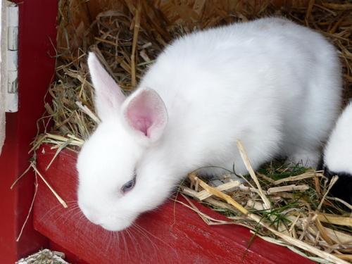 Hase