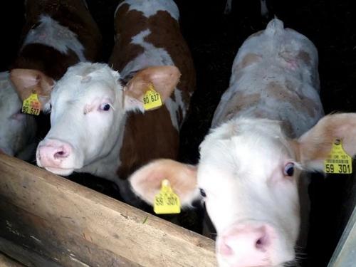 Ferienhof Reichle Ferienhof Reichle