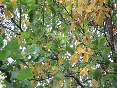 indiansummerimherbst2021