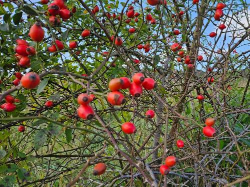 herbst_indiansummer_useodm