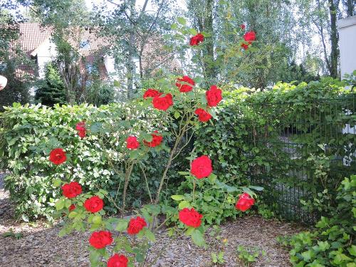 Rosenfreude vor Zimmer 16 Haus Anna