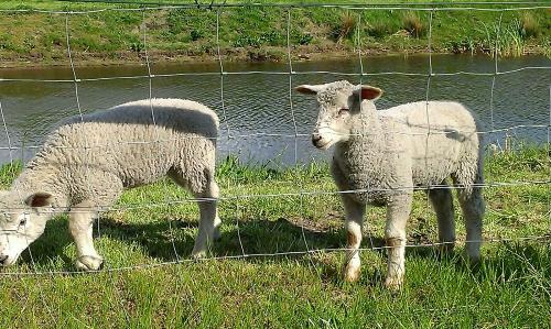 Unsere Schnuckis