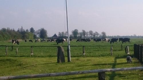 Unsere Kühe hinterm Haus