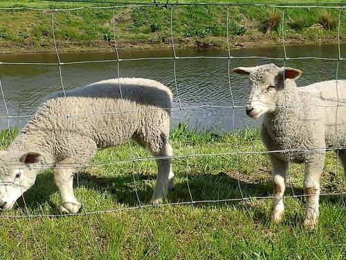 Unsere Schnuckis Unsere Schnuckis