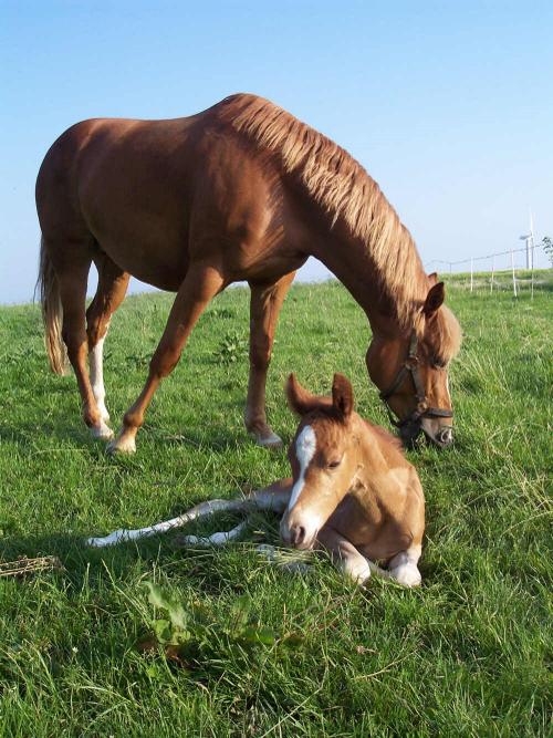 Pretty und Primo