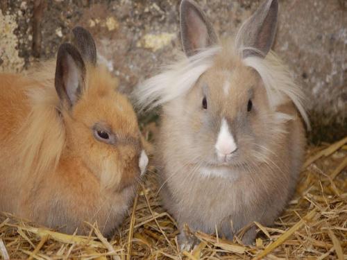 Gipsy und Rudi