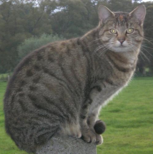 Die Katze Pudra freut sich schon auf Ihren Besuch