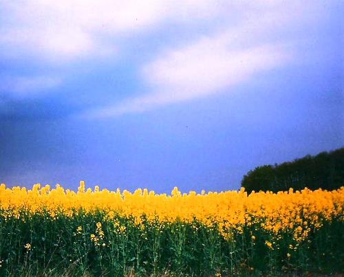Rapsblüte rings um den Pferdehof Polak