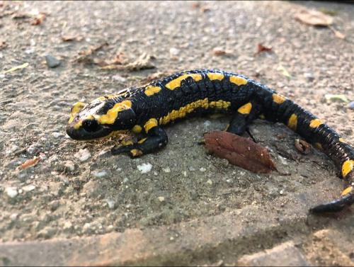 Salamander Salamander