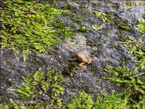 Frosch auf Wanderschaft Frosch auf Wanderschaft