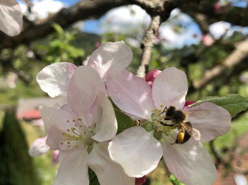 Blüte mit Biene Blüte mit Biene
