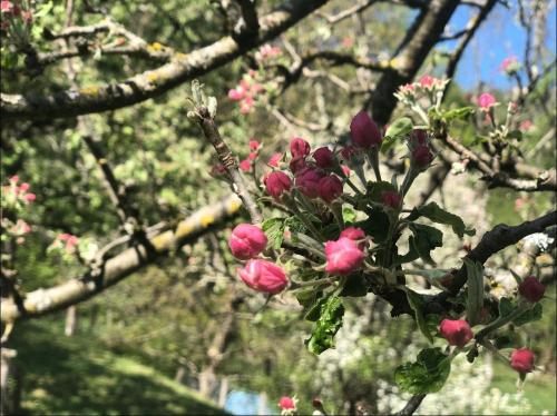 Obstblüte Obstblüte