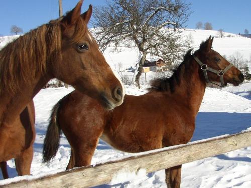 Stute Giny mit ihrem Fohlen Maya Stute Giny mit ihrem Fohlen Maya