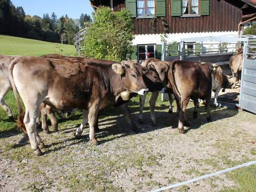 Unser Pensions-Jungvieh Unser Pensions-Jungvieh