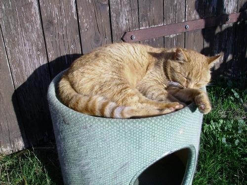 Sammy in der Sonne