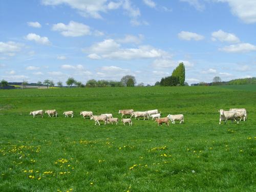 Kühe auf der Weide