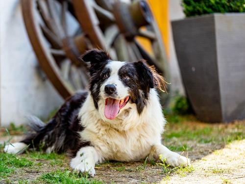Unser Hofhund