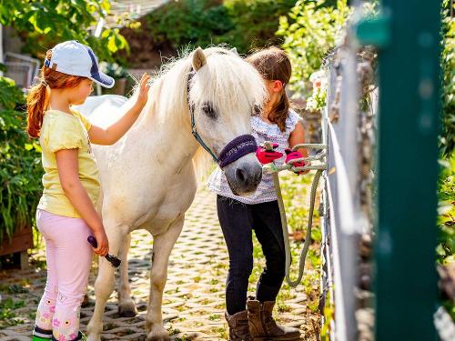 Pferdepflege der Ponys