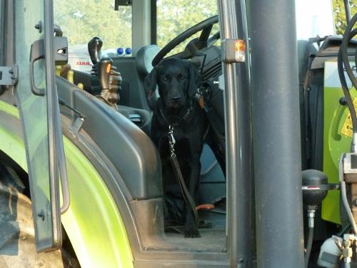 Hofhund Amy bewacht den Trecker