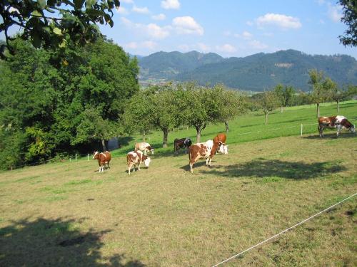 landschaftmitkuehe