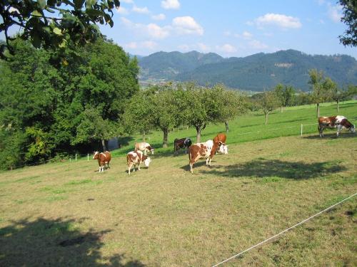 landschaftmitkuehe landschaftmitkuehe