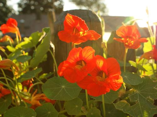 blumenpracht