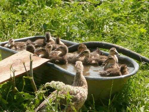 Entenküken beim Baden