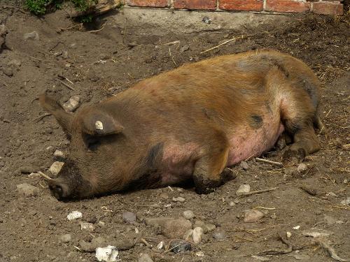 Schlafendes Schwein